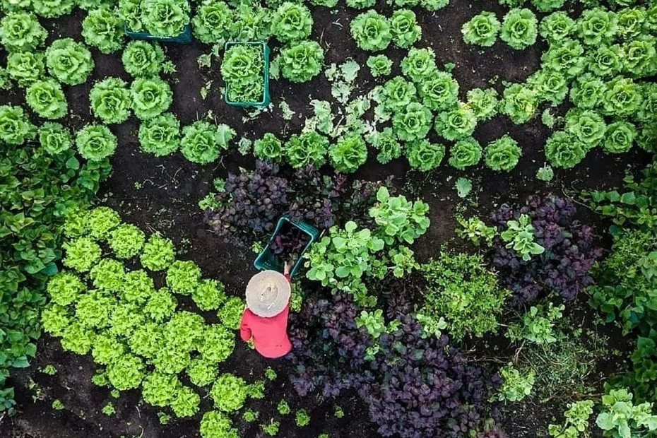 Agroecologia