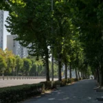 arborização urbana