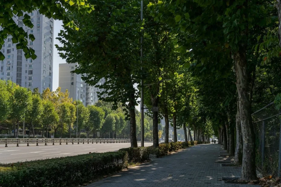 arborização urbana