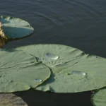 Plantas na água