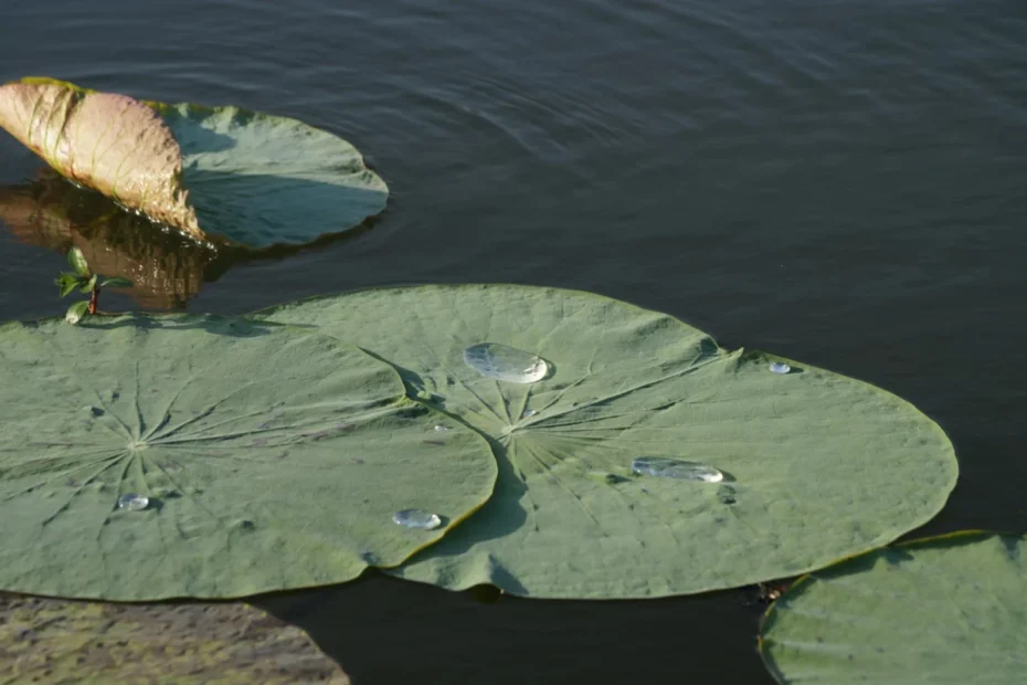 Plantas na água