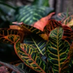 Plantas