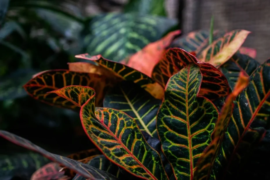 Plantas