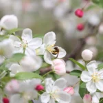 Jardinagem ecológica