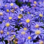 jardinagem