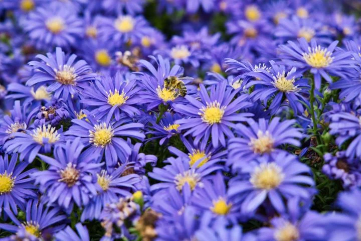 jardinagem