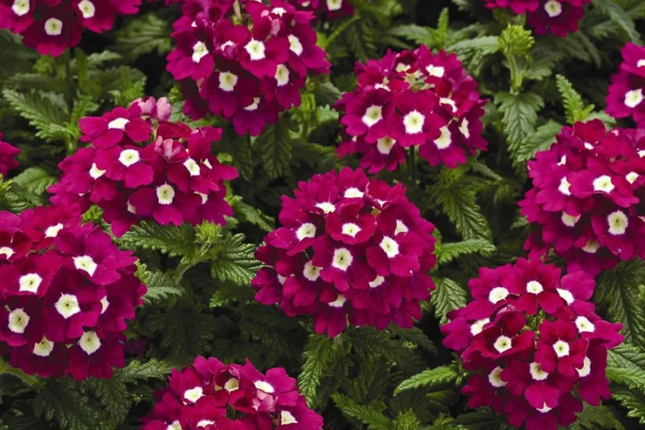 Flores