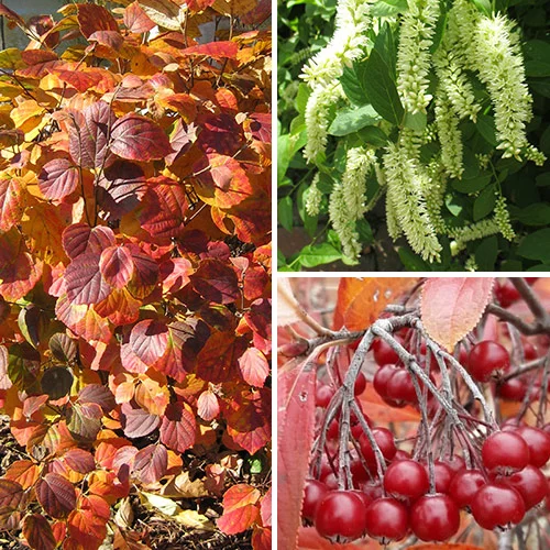 Japanese Barberry