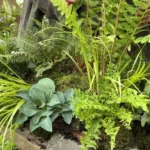 fern table