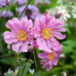 invasive plants