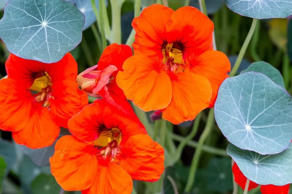 nasturtiums