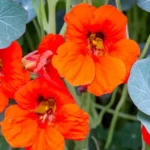 nasturtiums