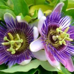 passionflower