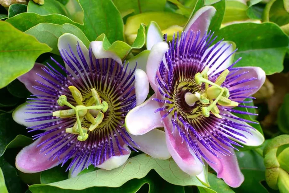 passionflower