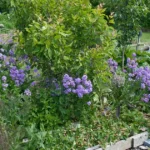 companion planting