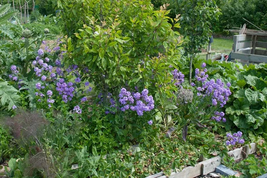 companion planting