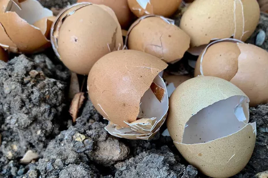 eggshells