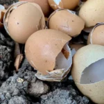 eggshells