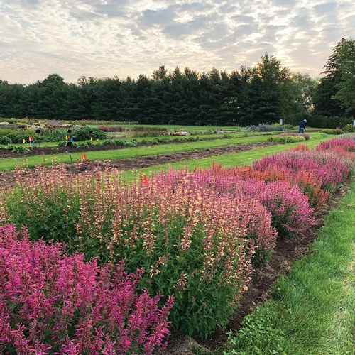 plant breeding