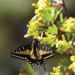 Golden Currant