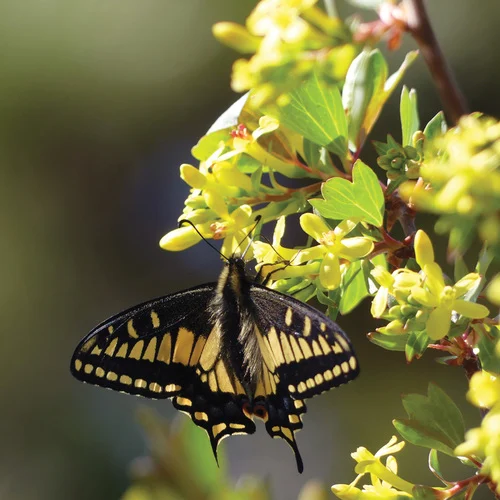 Golden Currant