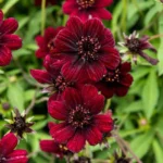 Chocolate cosmos