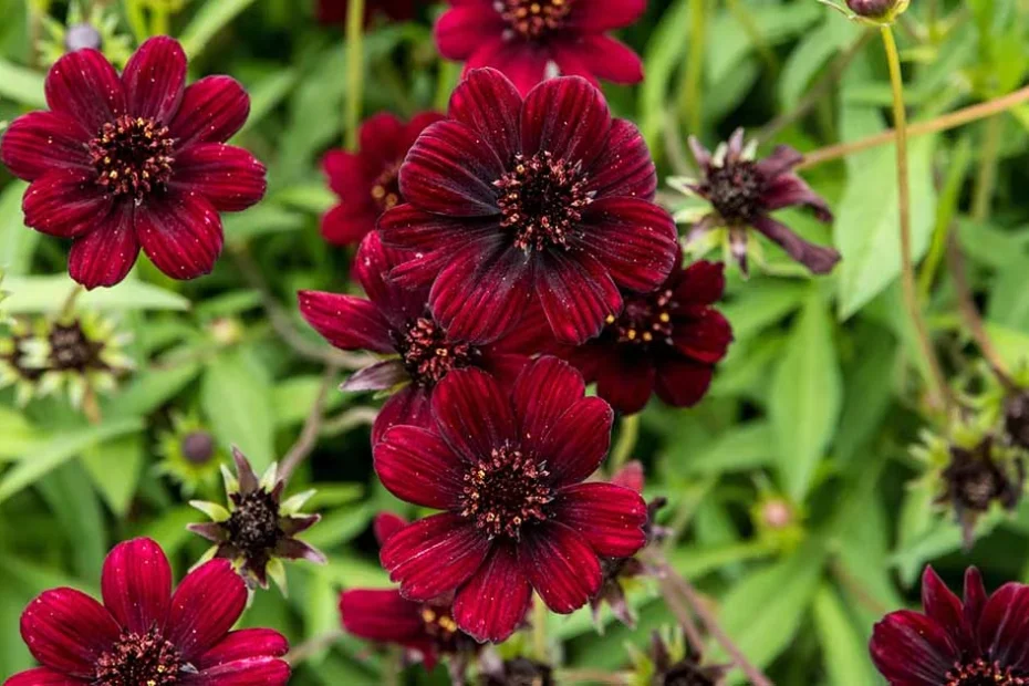 Chocolate cosmos