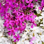 Creeping phlox