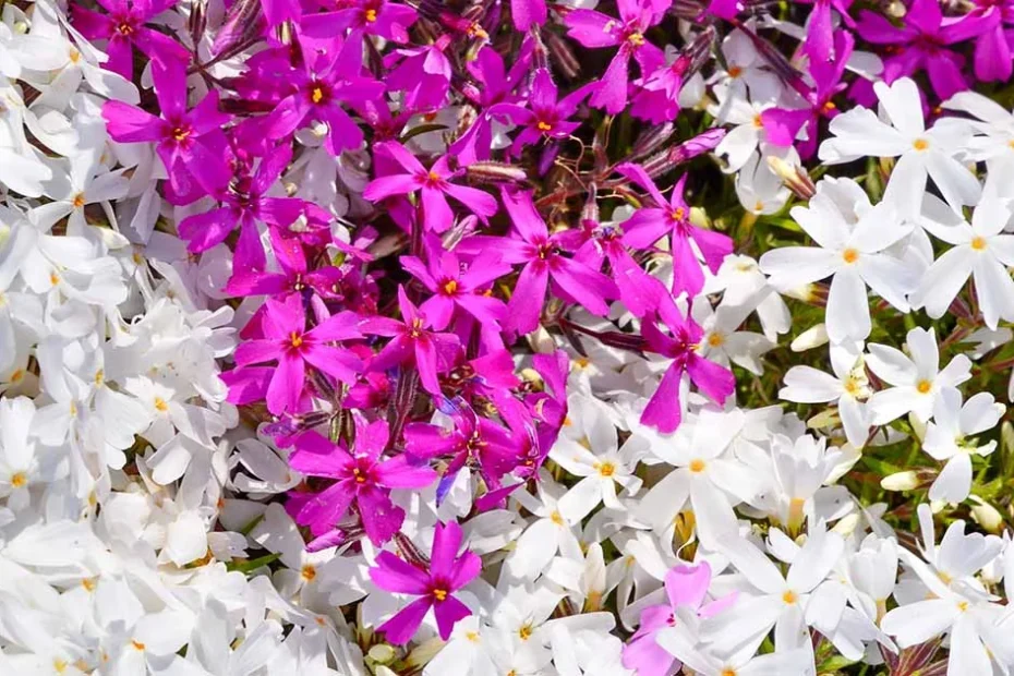 Creeping phlox