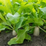 Daikon radish