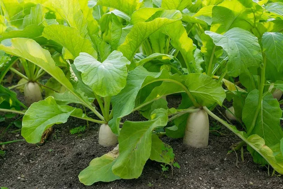 Daikon radish