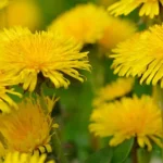 dandelions