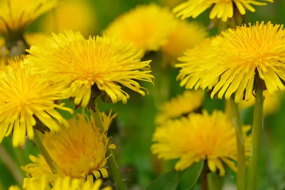 dandelions
