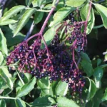 elderberries
