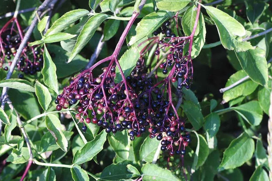 elderberries
