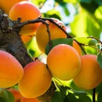 apricot trees