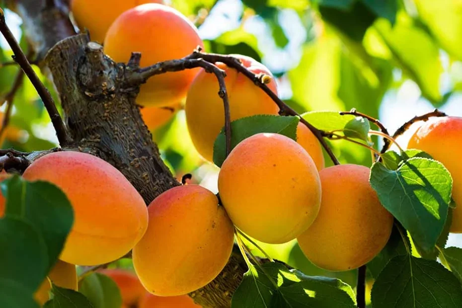 apricot trees