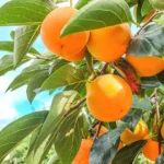 Asian Persimmon