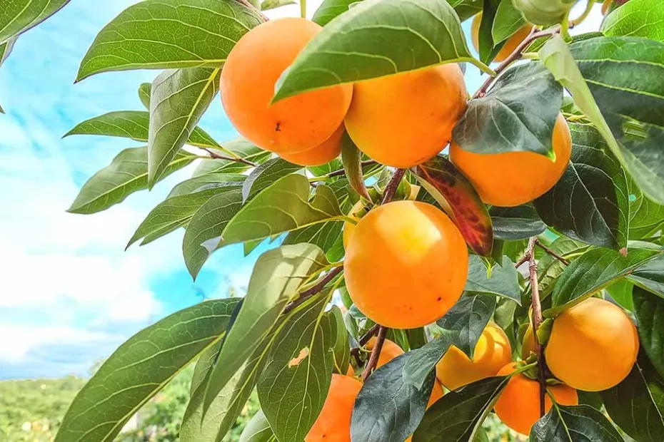 Asian Persimmon