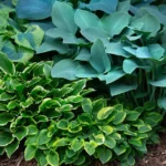Hostas