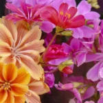 Lewisia