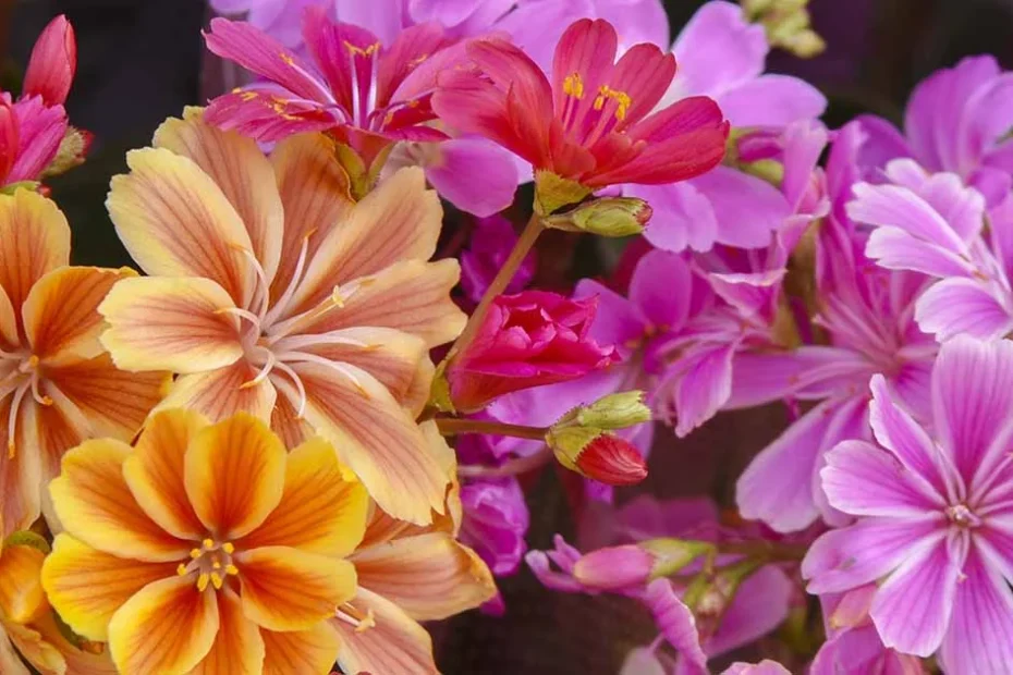 Lewisia