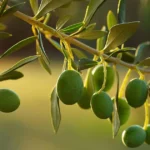 Olive trees