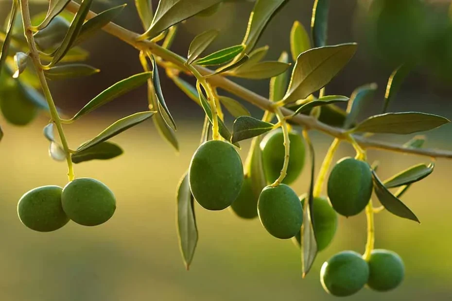 Olive trees
