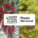 Horticultura