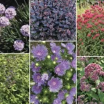 Perennials