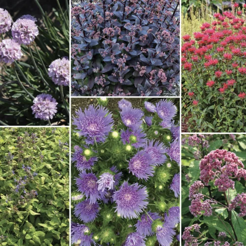 Perennials