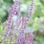 Salvia microphylla
