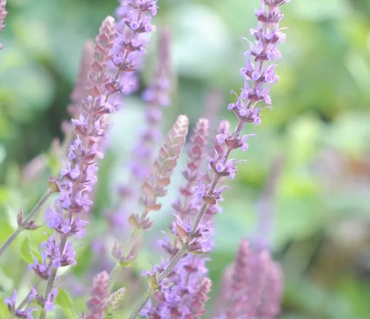 Salvia microphylla