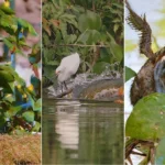 Amazônia